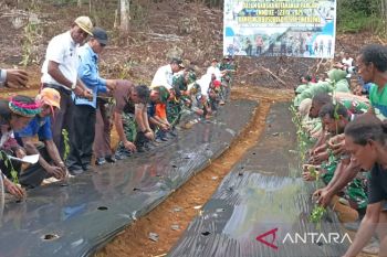 Pemkab Biak dorong petani milenial manfaatkan lahan kosong guna tanam cabai