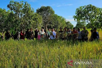 BNPP dan Pemkab Natuna panen padi di pulau terluar
