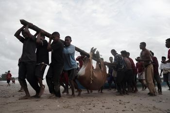 Dompet Dhuafa distribusikan 36.709 hewan kurban ke pelosok negeri