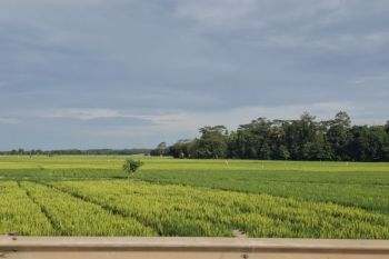 Dinas KPTPH Lampung antisipasi kemarau melalui irigasi pompa