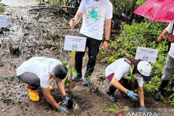 PLN UP3 Tahuna tanam mangrove komitmen jaga lingkungan di kepulauan