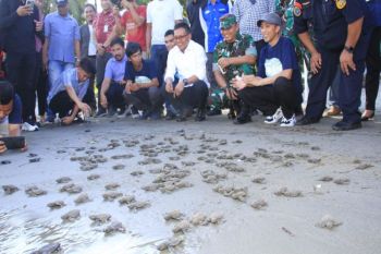 Bupati dan pegiat lingkungan di Polewali Mandar lepas ratusan tukik ke laut