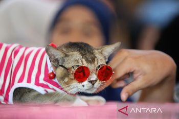 FOTO - Lomba kucing tampan dan cantik di Aceh