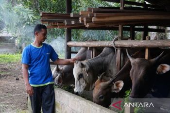 RAPP Kembangkan Peternakan Rakyat Lewat Program Mitra Bina di Kampar