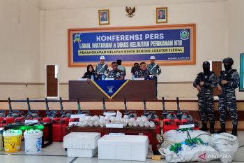 Pangkalan TNI AL Mataram sita 51.233 benih lobster di Sumbawa