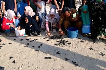 Komunitas di Anambas lepas liar 1.100 tukik hijau ke perairan