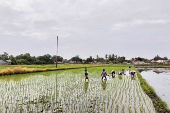 Pembangunan silo di NTB untuk perkuat ketahanan pangan