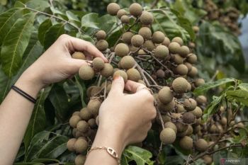 Kemenag dukung Pemkot Bengkulu terkait program Genambah