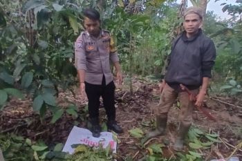Polisi tangkap pencuri kopi dengan tebang pohon