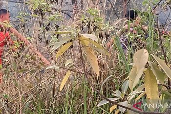 Dua titik hotspot karhutla terdeksi di Kabupaten Ogan Komering Ulu