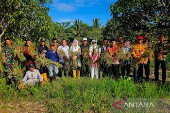 Pemkab Natuna pastikan penyaluran pupuk subsidi kepada petani aktif