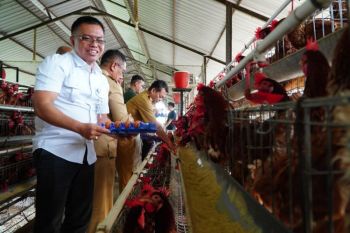 Pemerintah mulai berlakukan harga ayam hidup 18.000/kg di peternak