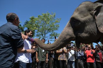 Mualem dukung upaya pencegahan konflik gajah pada lahan yang dihibah Presiden
