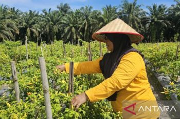 Petani Lokal Naik Kelas: Hortikultura Buka Jalan Kemandirian Ekonomi