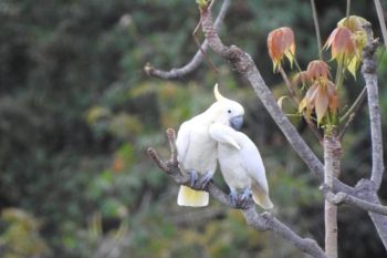 Kamera jebak dipasang di Pulau Moyo untuk pantau kakatua kecil jambul kuning