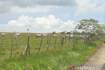 Pemprov Sumsel  dukung pembangunan gudang hasil panen jagung