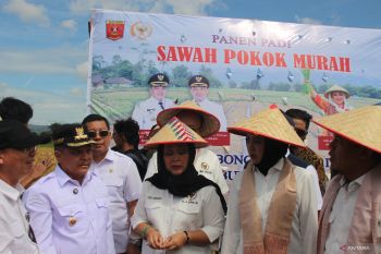 Pemkab Agam gelar panen sawah pokok murah bersama Komisi IV DPR RI