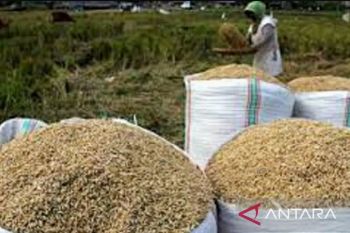 BPS NTB memprediksi produksi beras tahun 2025 naik 16,65 persen