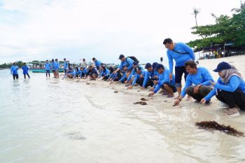 PT Timah-AAI Sumbagsel lepasliarkan tukik sisik di Pulau Kelayang