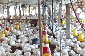 Pemkab Bintan fasilitasi penetapan harga ayam hidup