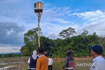 Pemkot Kendari bangun 'rubuha' usir hama tikus di sawah
