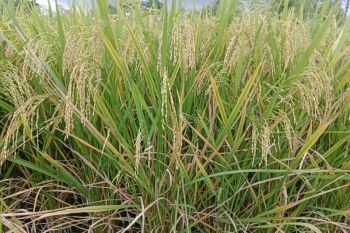 Kementan kucurkan dana Rp7 Miliar, Produksi padi di Lombok Tengah digenjot