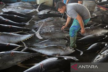 FOTO - Harga ikan terdampak cuaca buruk di Aceh