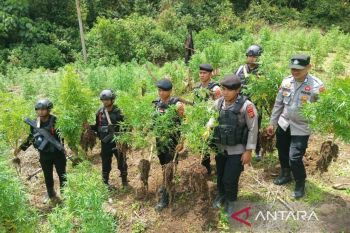 Bareskrim Polri musnahkan 25 ha ladang ganja di Nagan Raya