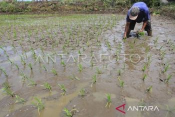 Pemkab Aceh Barat: 5.134 Ha lahan sawah telah ditanami padi