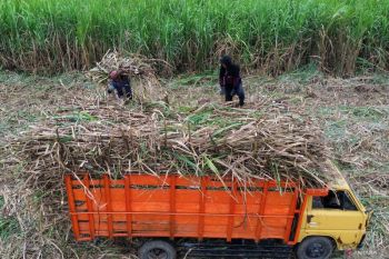 Danantara siap menggelontorkan Rp1,5 triliun untuk beli gula petani