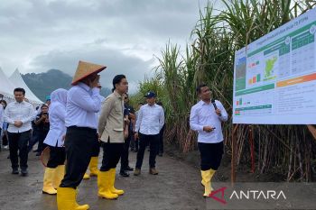 Modernization, plantation expansion crucial for sugar self-sufficiency