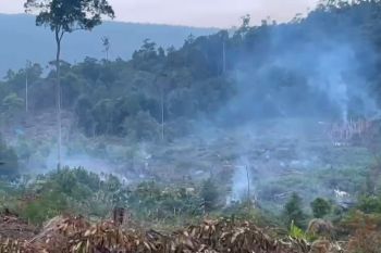 Pembalakan liar di hutan lindung Tanamalia ancam kerusakan ekosistem