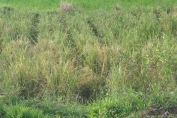 Sebagian lahan pertanian di Tanah Datar terancam kekeringan, 5,25 hektare dinyatakan puso