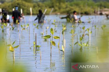 FOTO - Penanaman mangrove untuk pemulihan ekosistem pantai