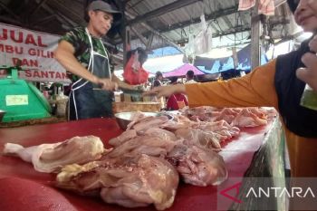 Babel pastikan stok daging sapi cukup untuk libur tahun baru