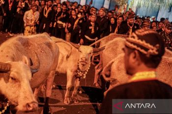 Keraton Kasunanan Surakarta gelar kirab Satu Sura, kerbau bule ikut iring-iringan