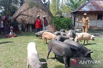Pemkab Jayawijaya bantu peternak babi tingkatkan ekonomi warga