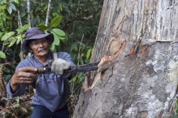 Indonesia to accelerate recognition of customary forests