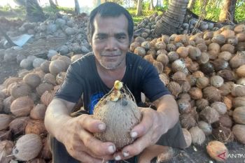 Cementing Indonesia's position as coconut powerhouse