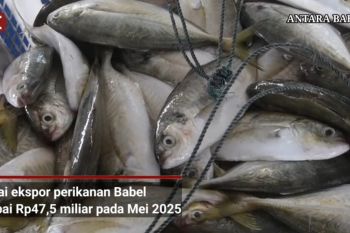 Nilai ekspor perikanan Babel capai Rp47,5 miliar pada Mei 2025 (video)