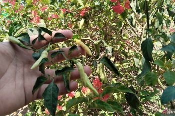 Dinas Pertanian  Palembang inisiasi ASN tanam sayur dan ternak ikan