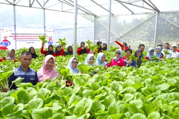 Dukung Ketahanan Pangan, PT Pertamina EP Sangasanga Field Fasilitasi Pendirian Green House Hidroponik