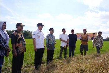 Wakil Ketua DPD RI apresiasi Bupati Pangkep majukan sektor pertanian