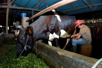 BRI dukung pengembangan klaster petani dan peternak sapi perah