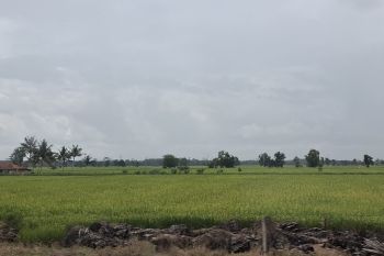 Target luas oplah dan tusip di Lampung pada 2025 capai 134 ribu hektare