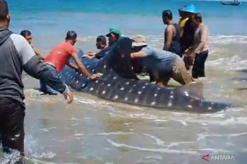 Lebih Baik Robek Jaring Daripada Lukai Hiu Paus, Cara Nelayan Abdya Menjaga Laut