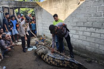 Buaya pemangsa kakek di Sungai Semaka Tanggamus ditangkap