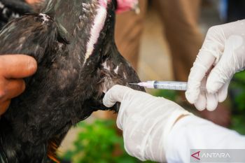 DKPP Kota Madiun lakukan vaksin ternak ayam guna cegah flu burung