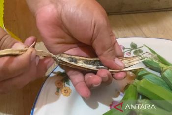 Kopi okra: Segelas hangat dan setangkai harap dari Pekanbaru