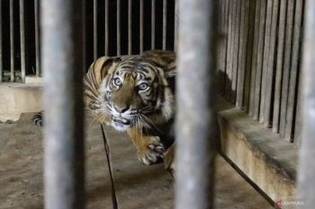 Kemenhut segera periksa genetik kematian harimau di TMSBK Bukittinggi